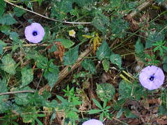 Ipomoea ternifolia