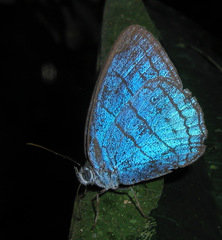 Caeruleuptychia