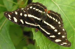 Catonephele acontius acontius