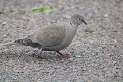 Streptopelia decaocto