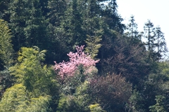 Prunus davidiana