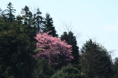 Prunus davidiana