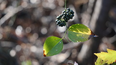 Smilax