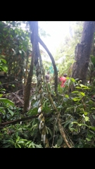 Banisteriopsis caapi