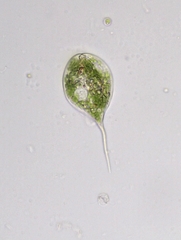 Phacus longicauda
