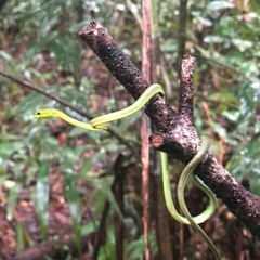 Oxybelis brevirostris