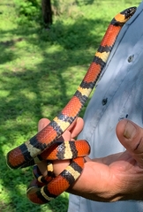Lampropeltis annulata