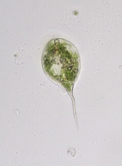 Phacus longicauda