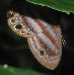 Euselasia euryone