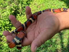 Lampropeltis annulata