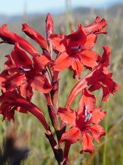 Tritoniopsis pulchra