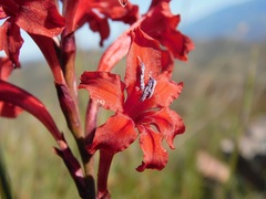 Tritoniopsis pulchra