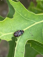 Brachys ovatus