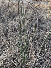 Equisetum hyemale