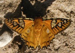 Myscelus amystis