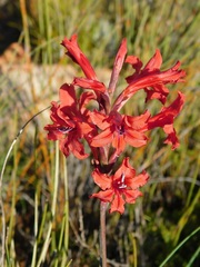 Tritoniopsis pulchra