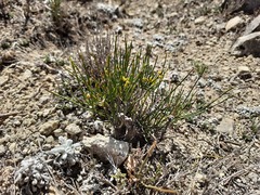 Ephedra procera