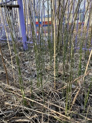 Equisetum hyemale