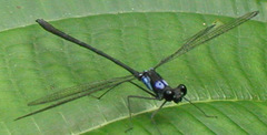 Teinopodagrion