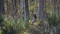 Anhinga anhinga