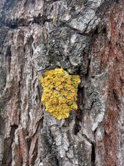Xanthoria parietina
