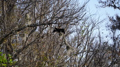 Anhinga anhinga