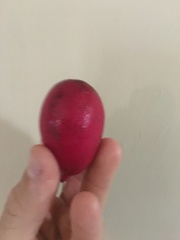 Raphanus sativus longipinnatus