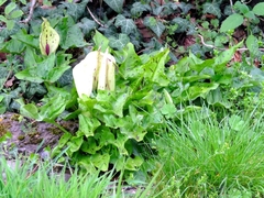 Arum maculatum