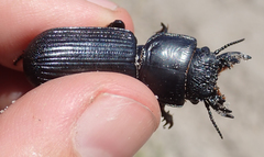 Passalidius fortipes