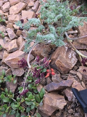 Lomatium cuspidatum