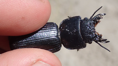 Passalidius fortipes