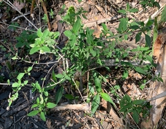 Lantana canescens