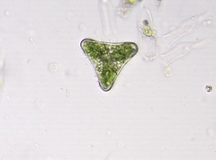 Desmidium