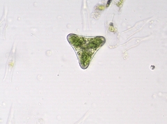 Desmidium