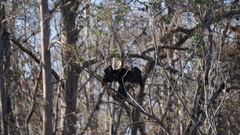 Anhinga anhinga