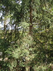 Picea glauca