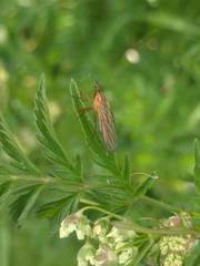 Empis digramma