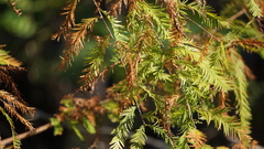 Taxodium distichum