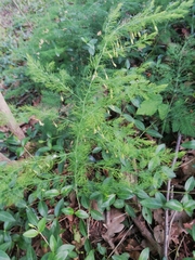 Asparagus tenuifolius