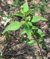 Lantana canescens