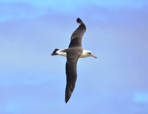 Laysan Albatross