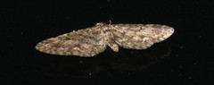 Eupithecia annulata
