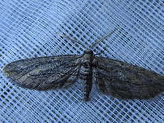 Glaucina erroraria