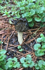 Morchella punctipes