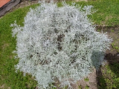 Senecio leucostachys