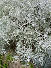 Senecio leucostachys