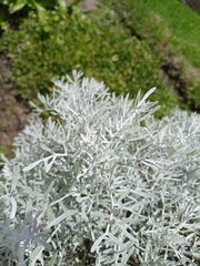 Senecio leucostachys