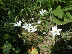 Ornithogalum woronowii