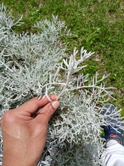 Senecio leucostachys