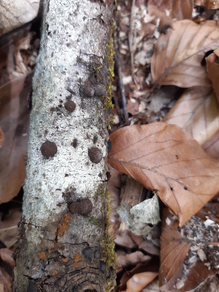 Hypoxylon ferrugineum